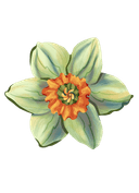 Bunga kecil di samping kanan atas FAQ